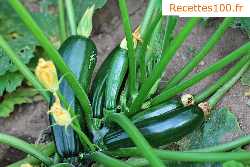 Tartinade de courgette